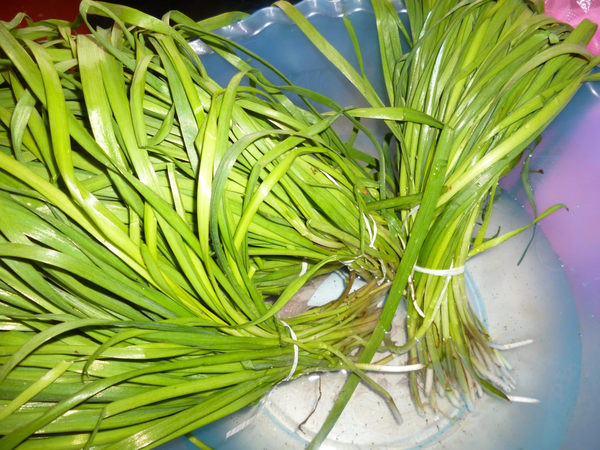 Описание и польза китайского лука (джусая), правила посадки и ухода