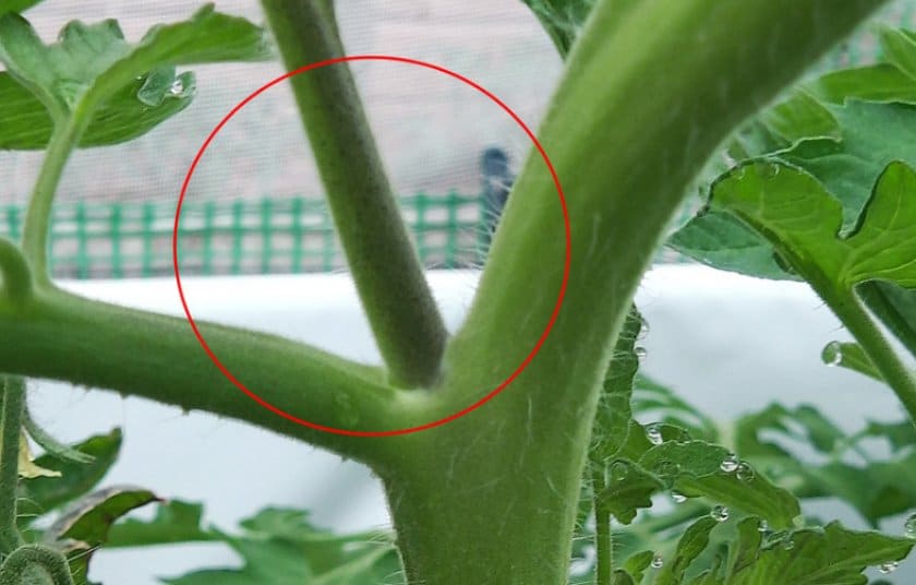 Выращивание помидоров на подоконнике круглый год