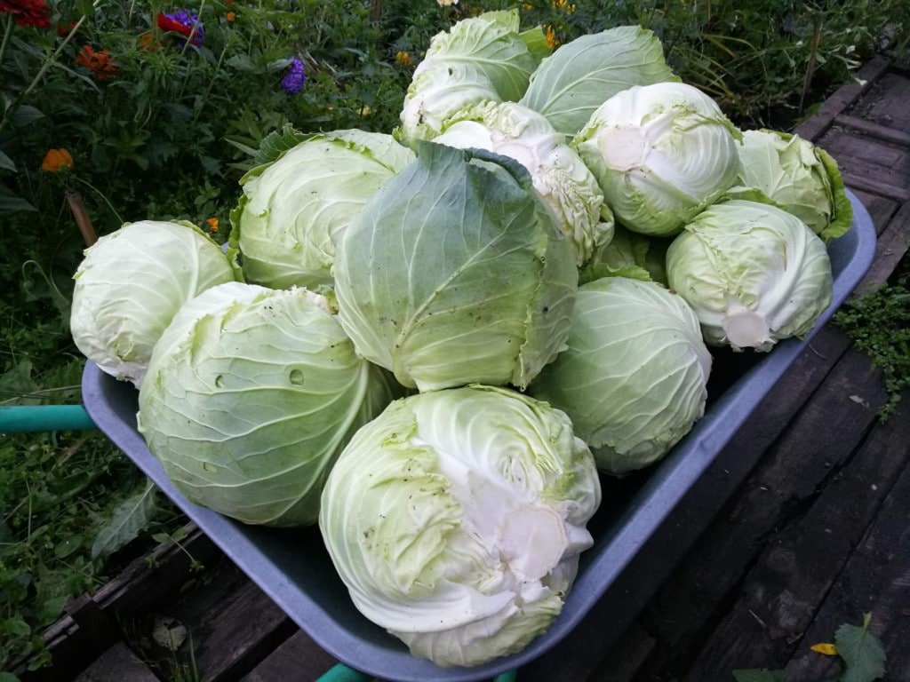 Как посадить и вырастить капусту сорта Амагер