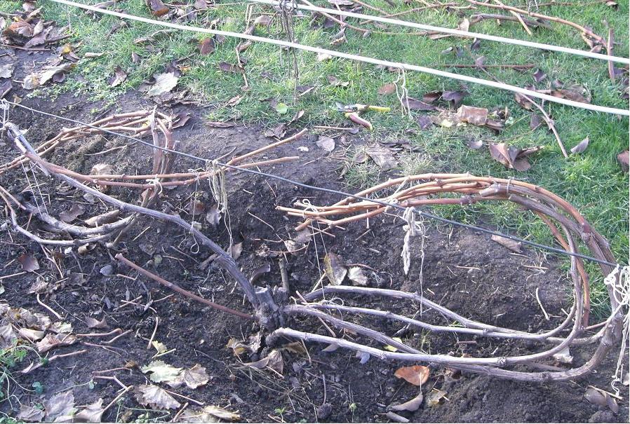 Какой мороз выдерживает виноград весной без укрытия — сколько градусов