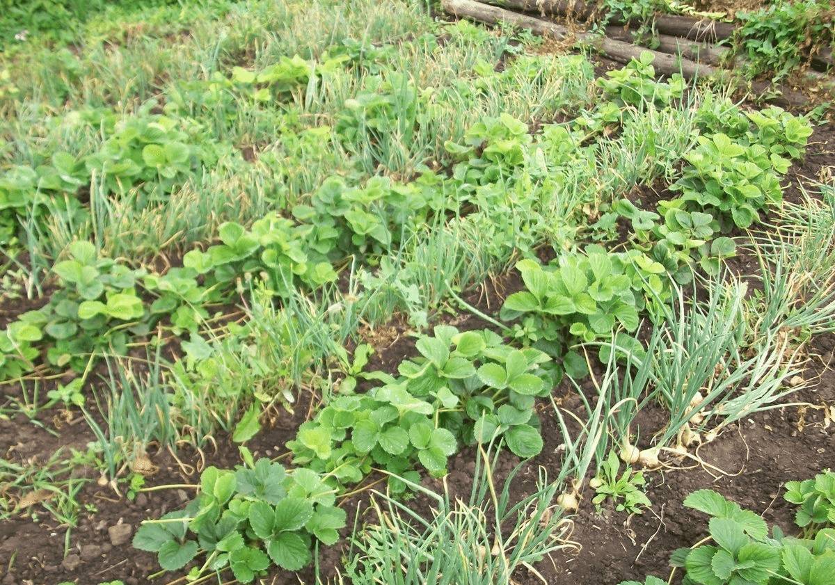 Лучшие предшественники лука в открытом грунте, что высаживать после лука