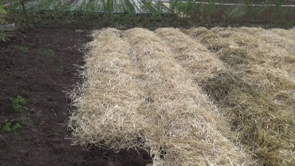 Правила высаживания лука на зелень в открытом грунте перед зимой