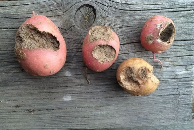 Как поэтапно сажать картошку под солому на огороде?