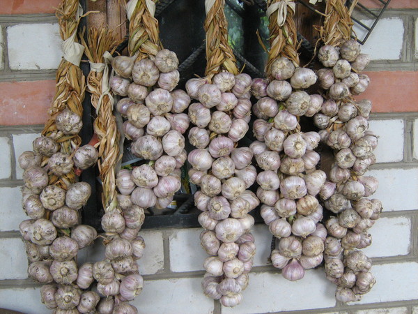 В какое время лучше выкапывать озимый и яровой чеснок