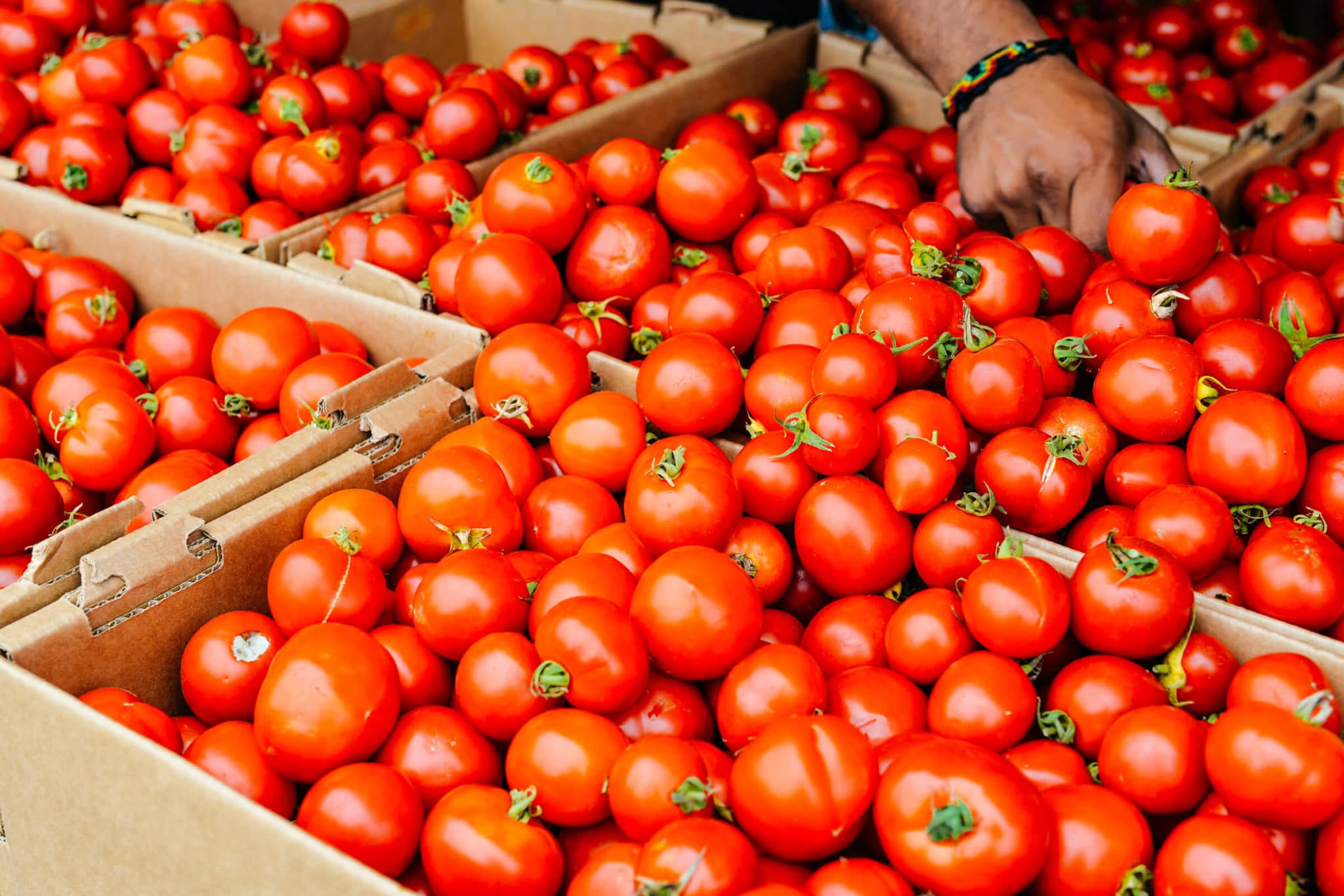 Особенности гибрида и тонкости агротехники томата Оля