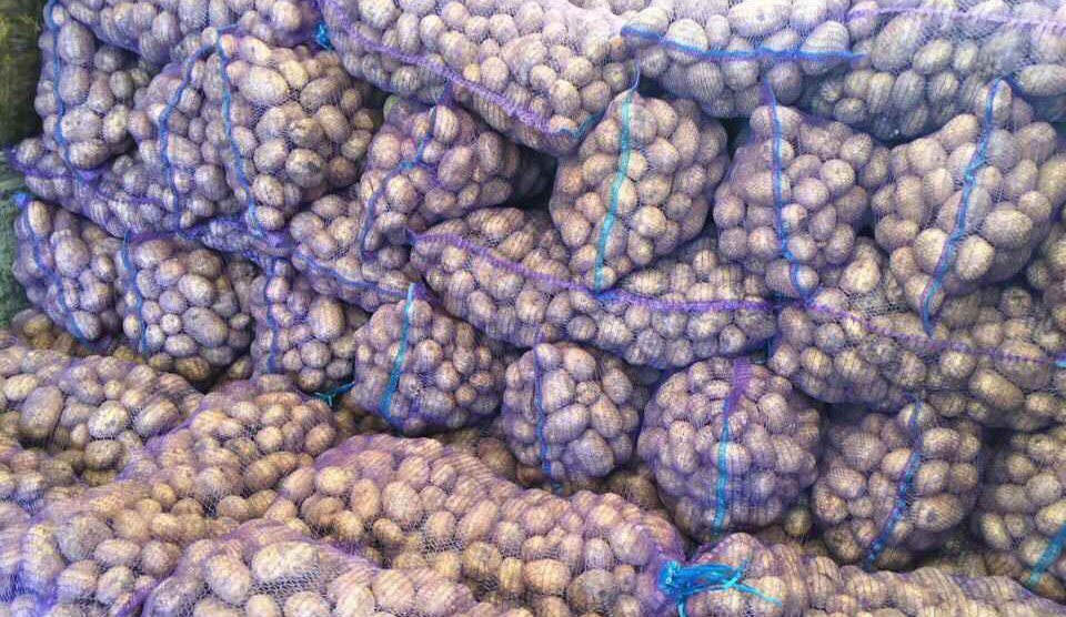 Сорт картошки Бельмондо — описание технологии выращивания