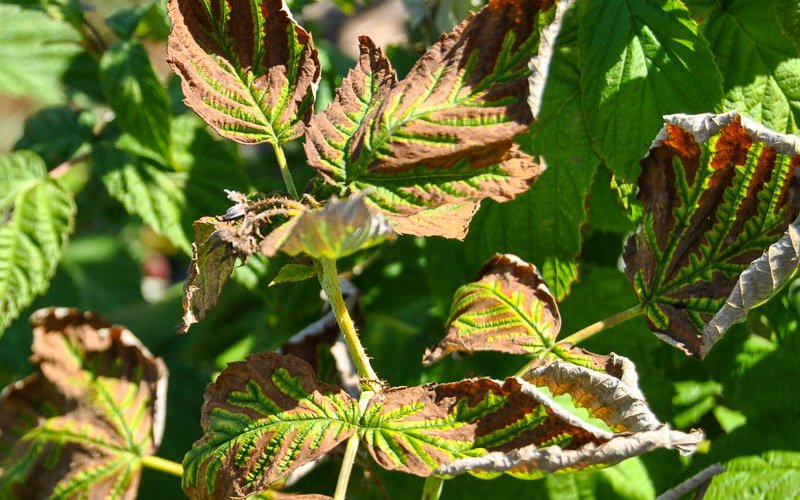Высокоурожайный сорт малины среднего срока созревания Глен Ампл