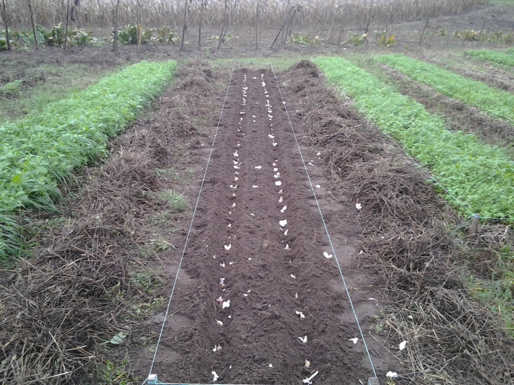 После каких культур лучше посадить озимый чеснок