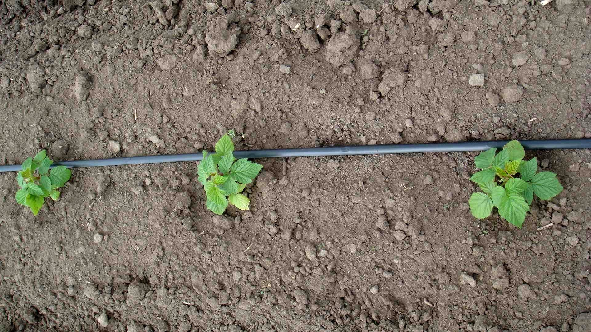 Подробное описание сорта малины Жар-птица