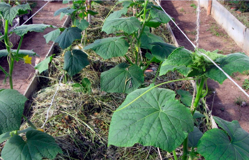 Описание отечественного гибрида огурцов Кураж