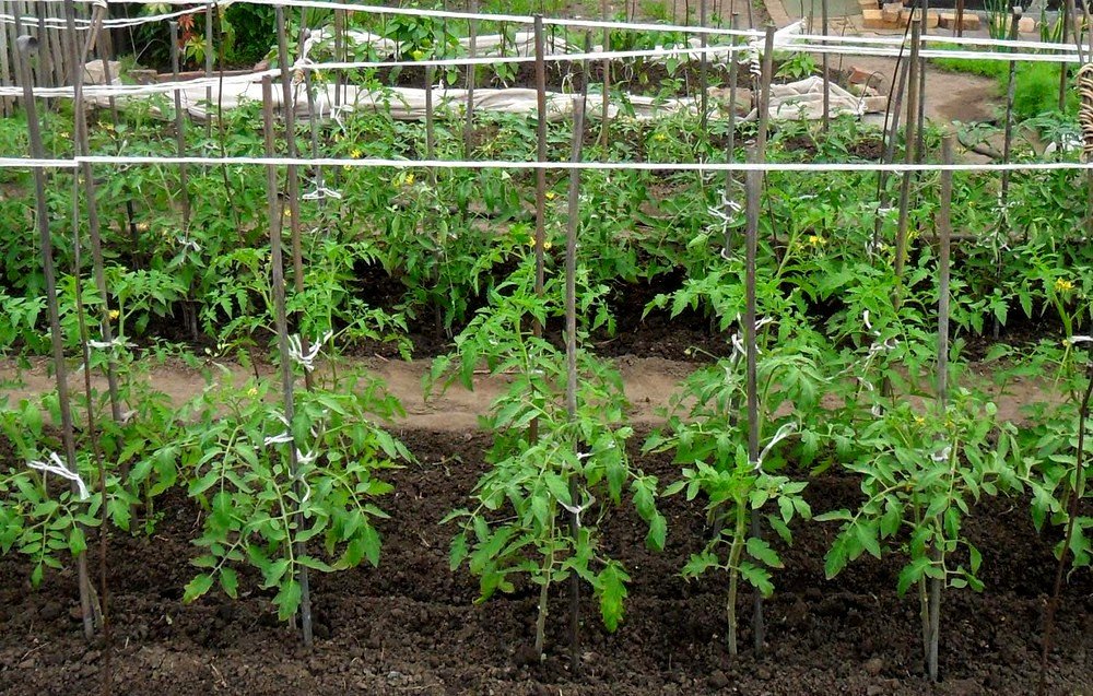 Какие хорошие сорта помидоров выбрать для выращивания