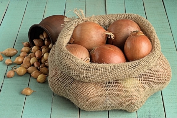 Сорт репчатого лука геркулес, его достоинства, правила посадки, ухода