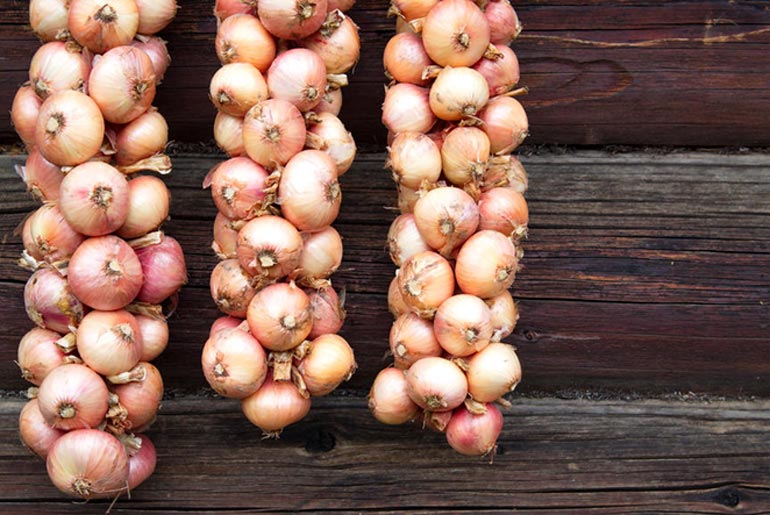 Все о сорте репчатого озимого лука Штутгартен, описание, правила посадки