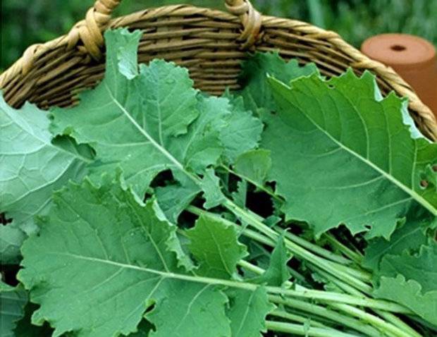 Описание и характеристика листовой капусты Кейл