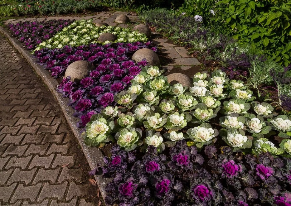 Выращивание в домашних условиях декоративной капусты