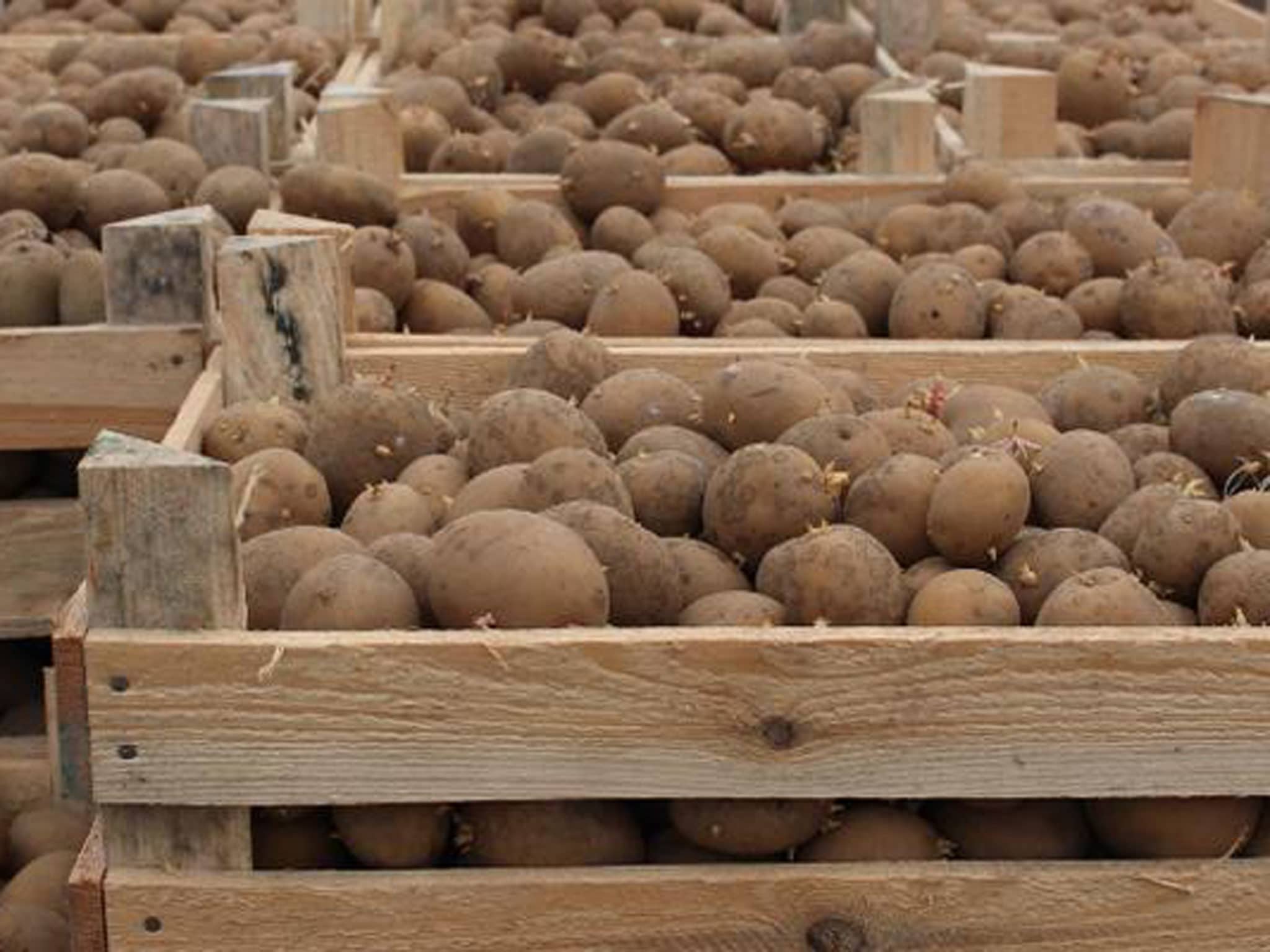 Описание столового сорта картошки Фрителла