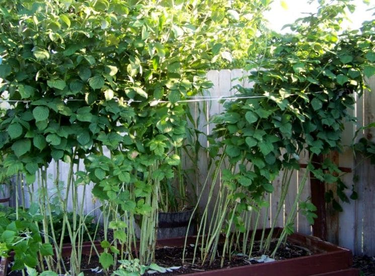 Как обрезать малину весной для хорошего урожая