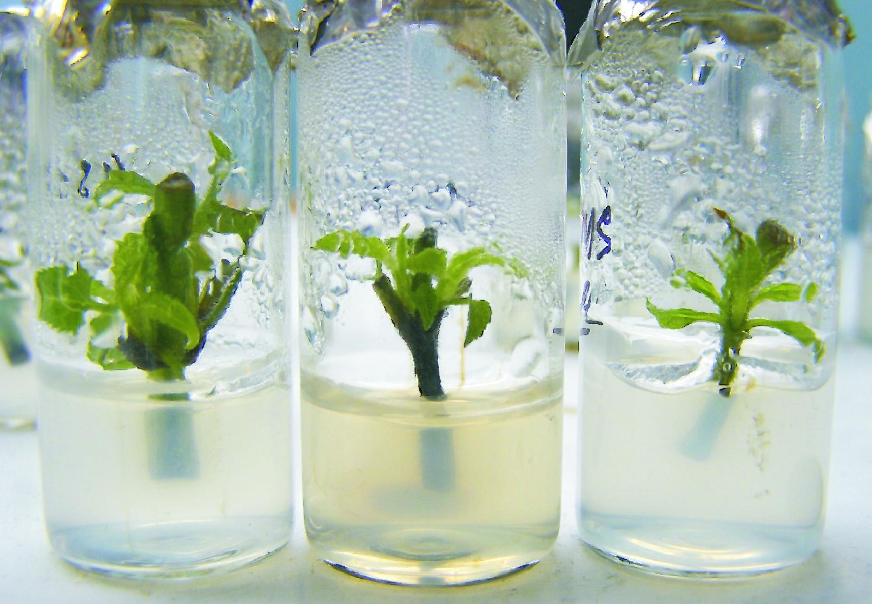 Способы как размножить ремонтантную малину