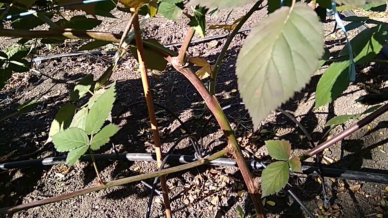 Правила посадки и ухода за садовой ежевикой