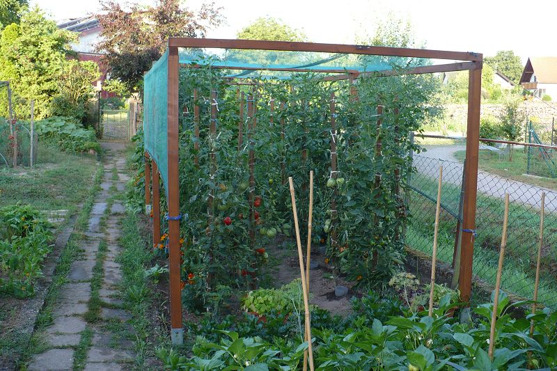 Характеристики и описание томата Пушистик