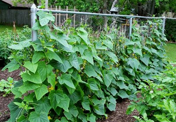 Что собой представляют самоопыляемые сорта огурцов