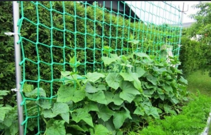 К какому семейству относится огурец и его происхождение