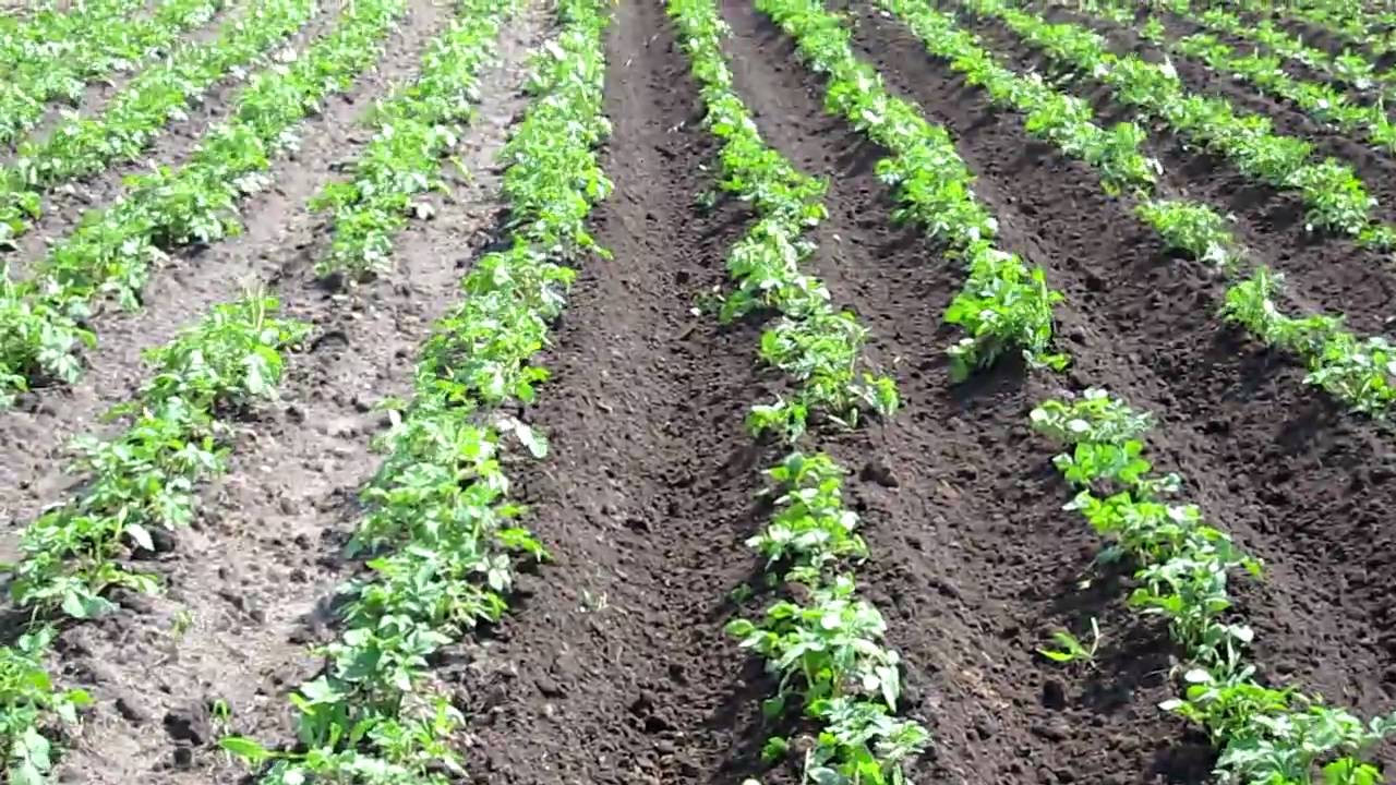 Описание картошки Фермер — что это за сорт, вкусовые качества