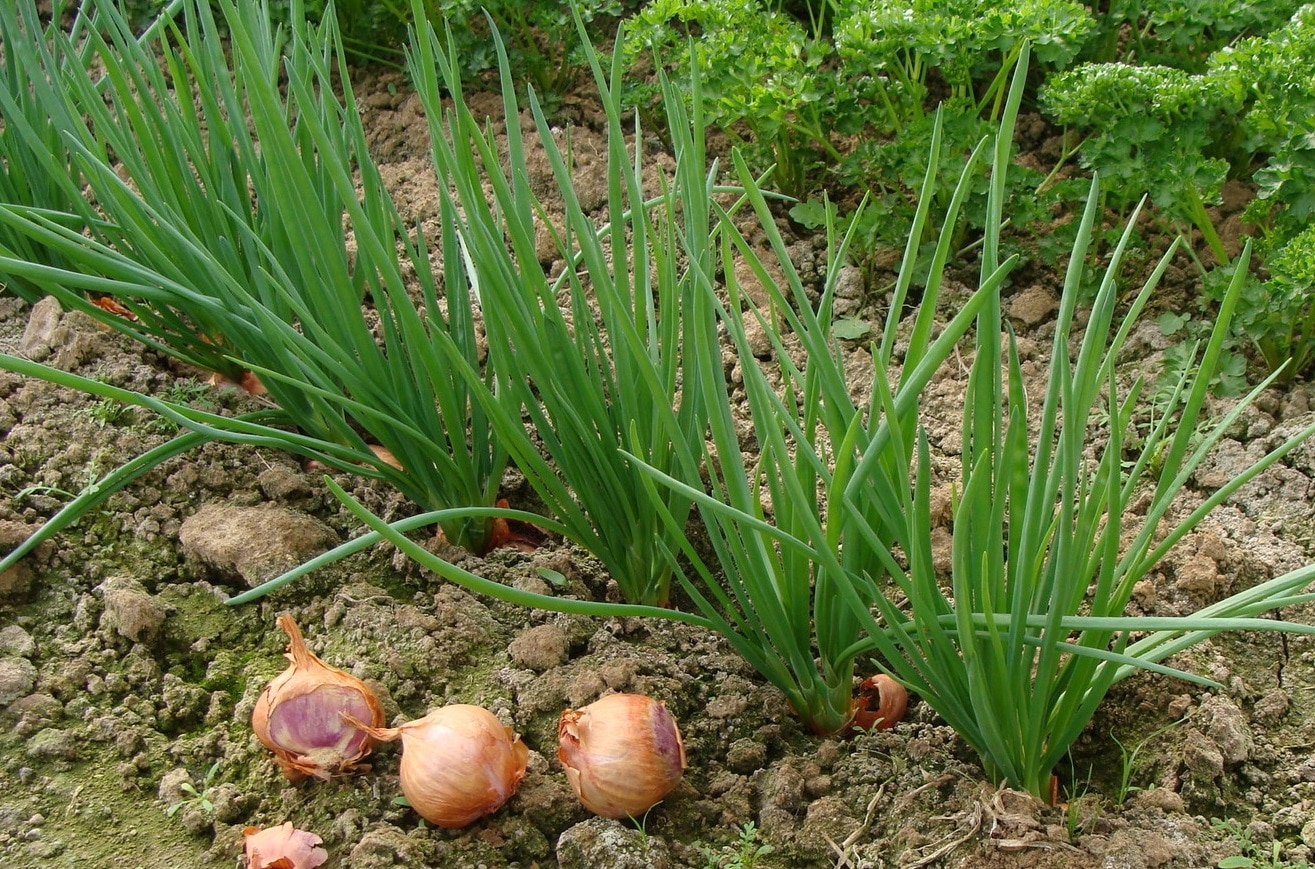 Все о луке-севке, характеристики лучших сортов, как сажать и выращивать