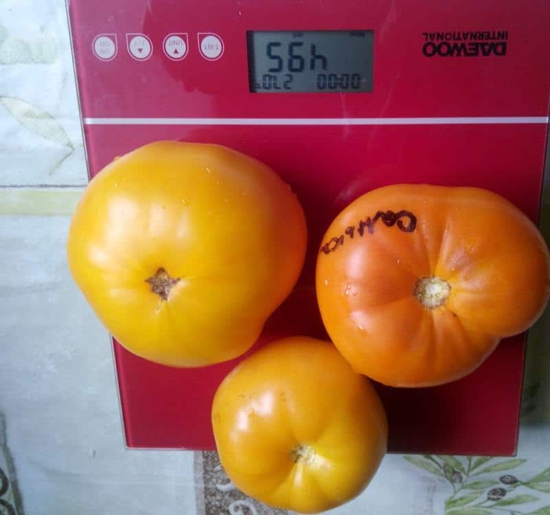 Особенности томата высокоурожайного сорта Санька