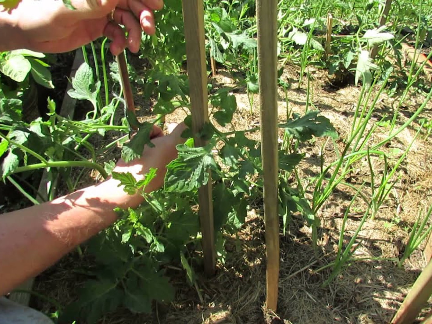 Что такое индетерминантные сорта томатов