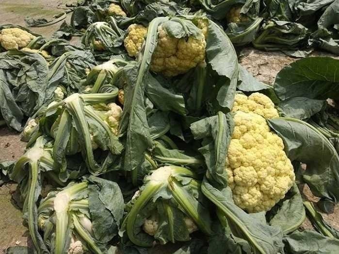 Уборка цветной капусты в открытом грунте