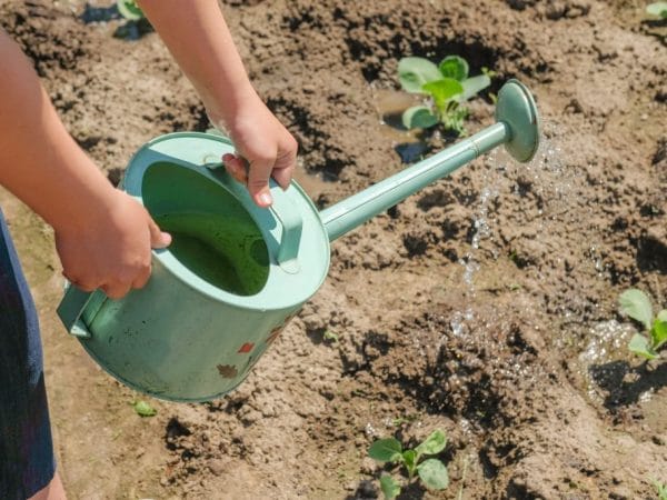 Подробный обзор сорта капусты Крауткайзер