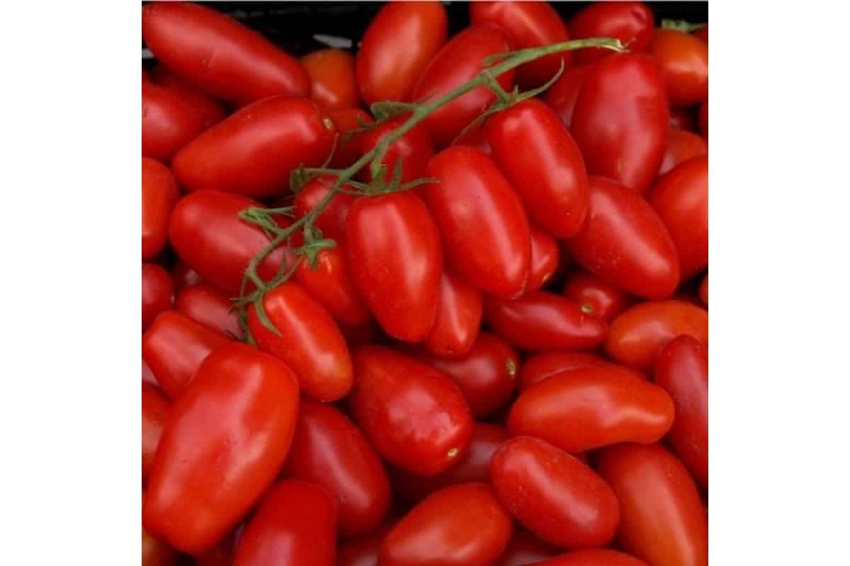 Выращивание помидоров черри и их особенности