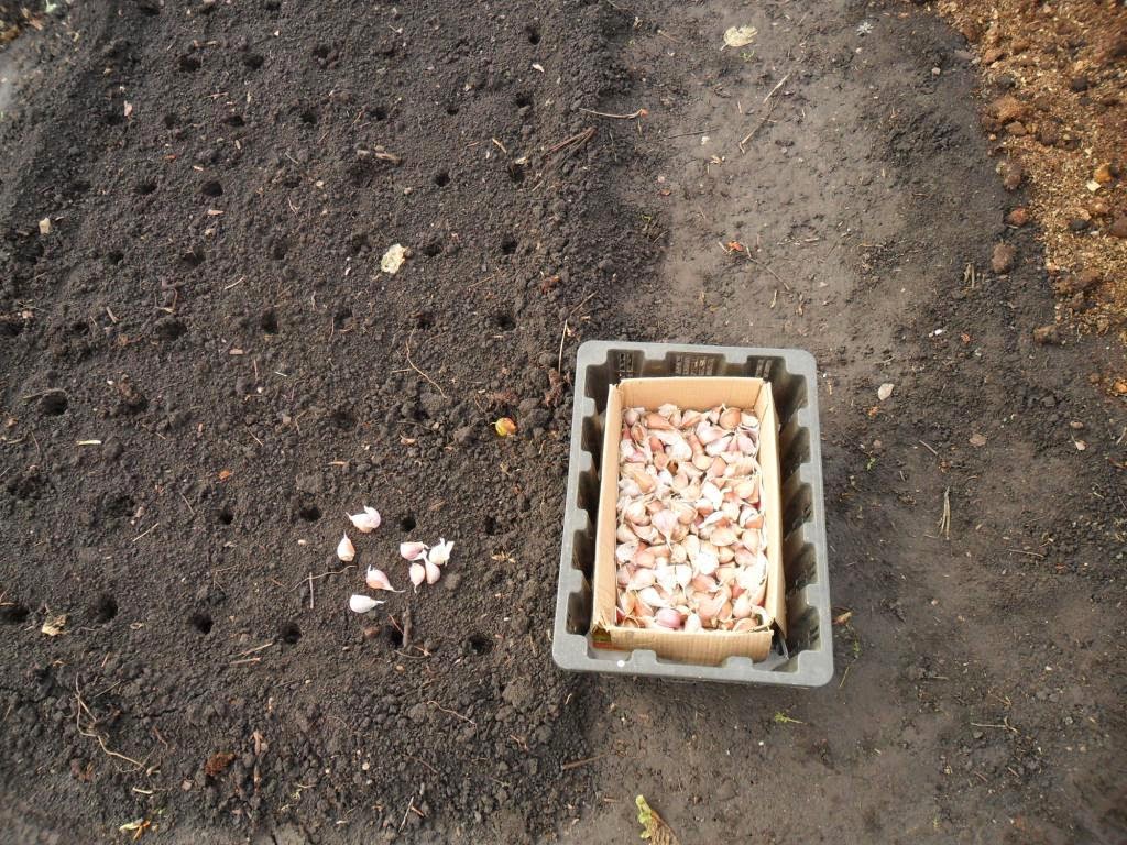 Лучшие дни по лунному календарю для посадки чеснока под зиму