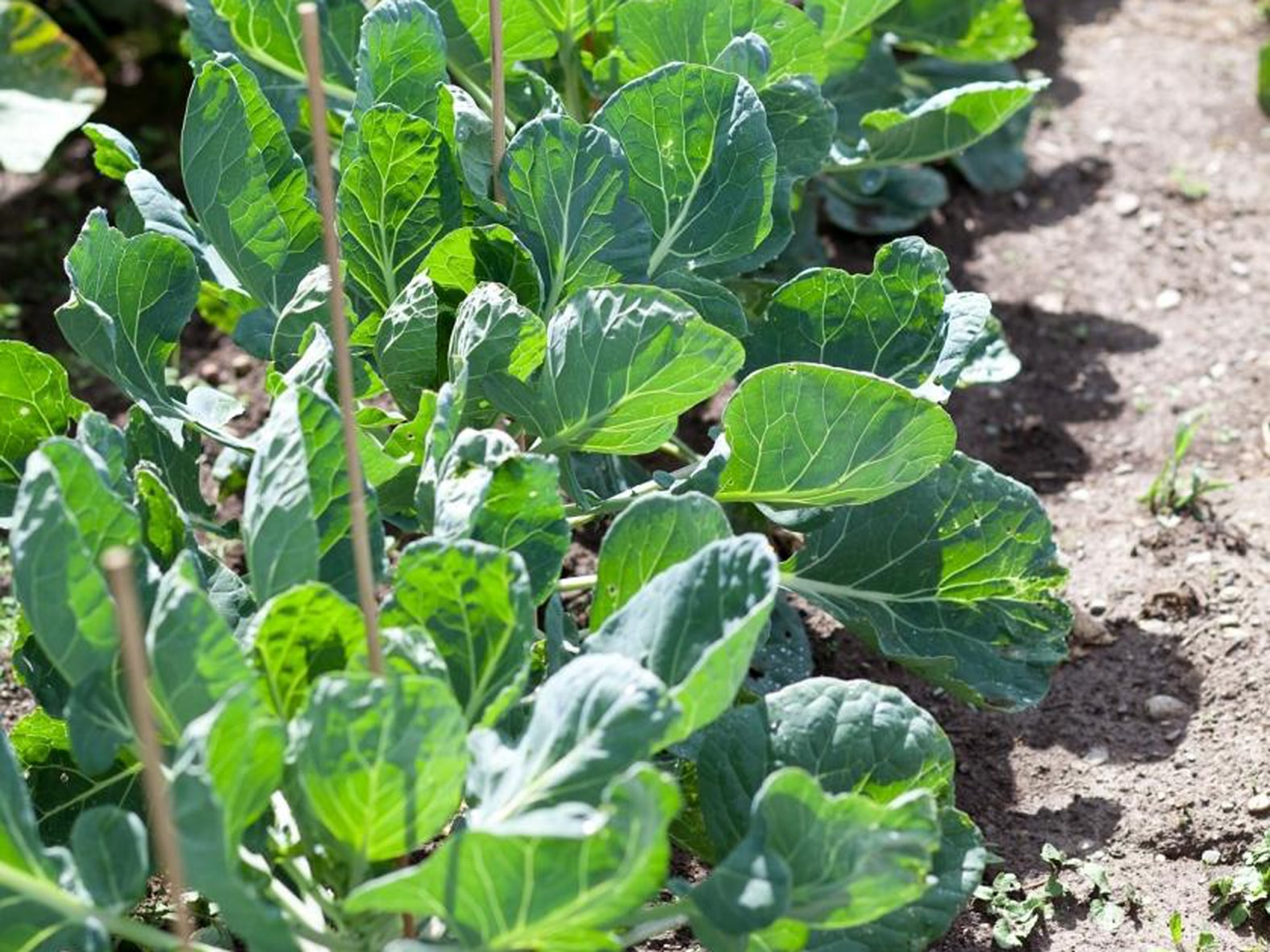 Как выращивать и ухаживать за брюссельской капустой