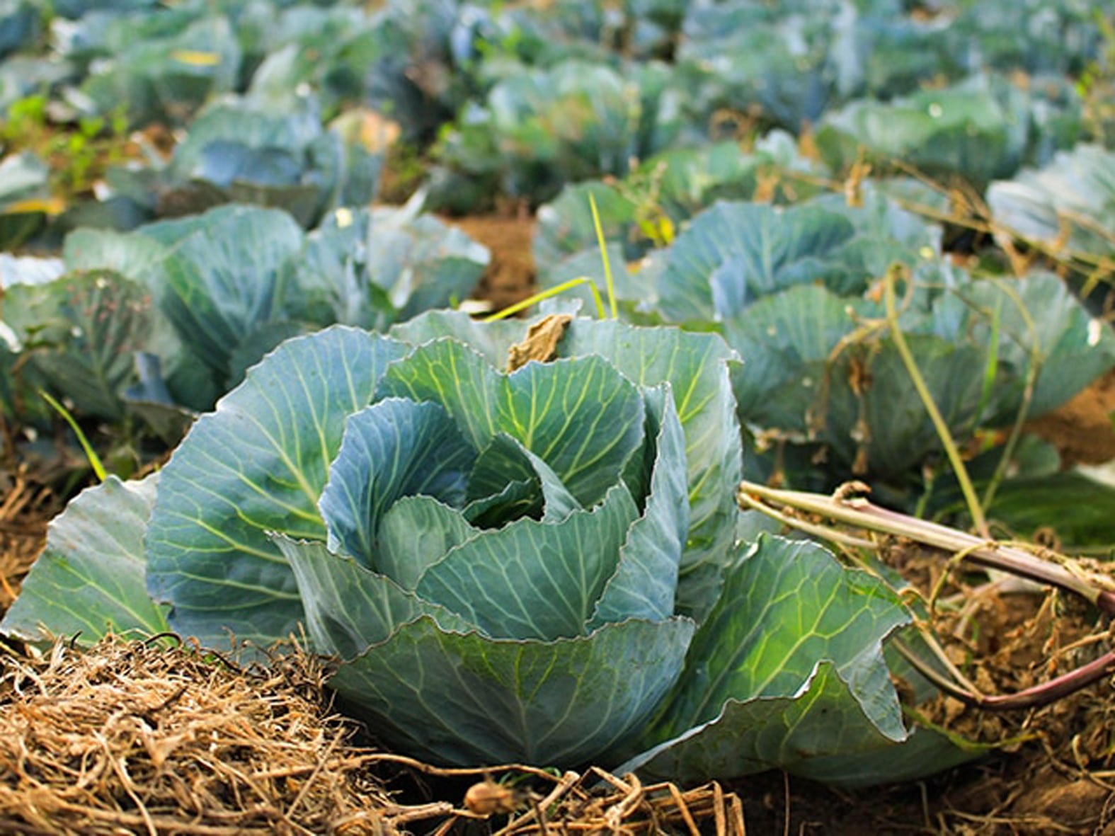 Особенности белокочанной капусты сорта белорусская