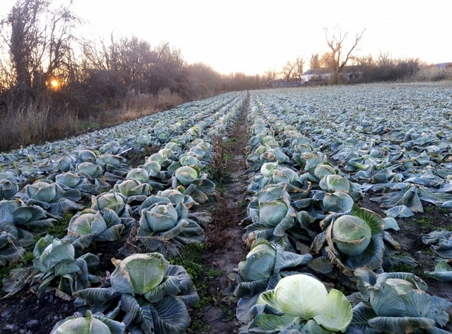 Сколько градусов мороза выдерживает капуста