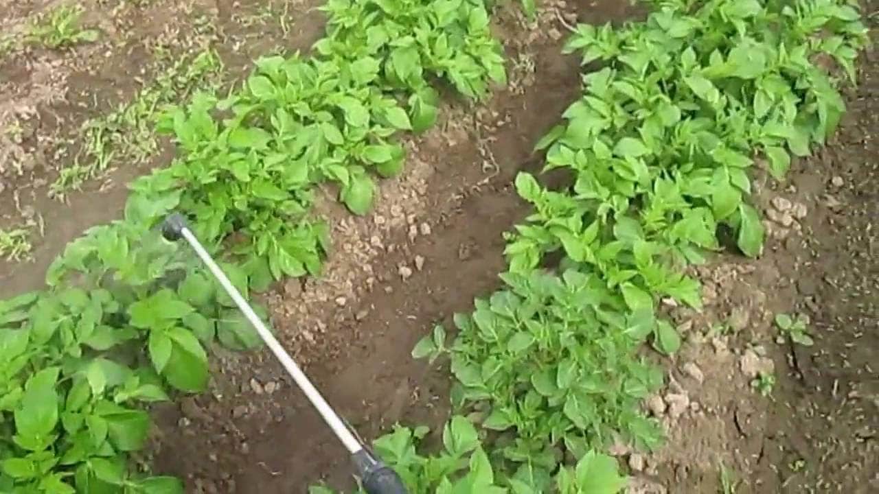 Какой сорт картошки не восприимчив к парше и фитофторозу?