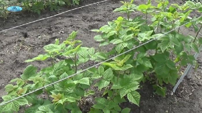 Описание методики обрезки малины по схеме Соболева