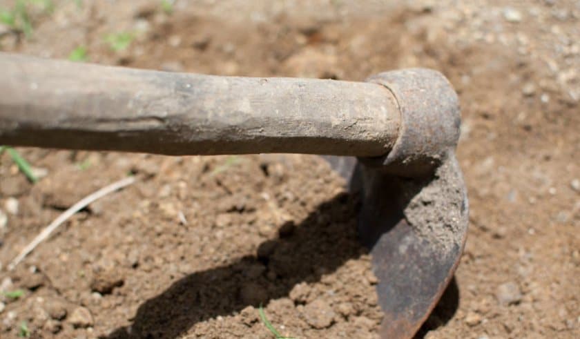 Среднеспелый сорт картофеля Наяда — описание корнеплода