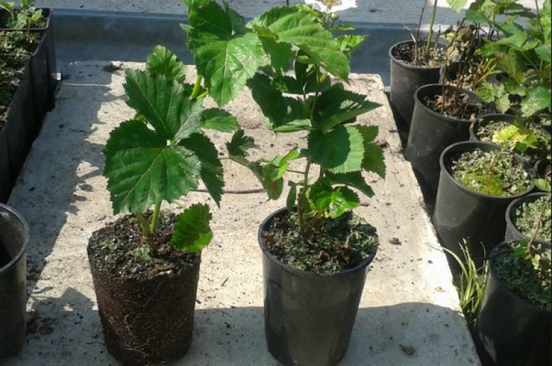 Когда и как правильно посадить ежевику осенью