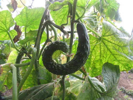 Причины и варианты решения проблемы внешнего вида огурцов