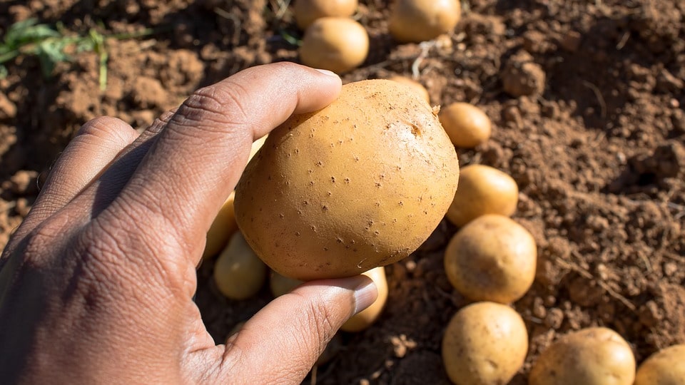 Сорта картошки с шероховатой кожурой — какие бывают?