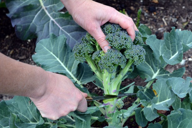 Выращивание и уход за брокколи в открытом грунте
