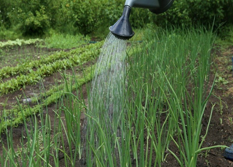 Основные сведения о репчатом луке, калорийность, вред и польза