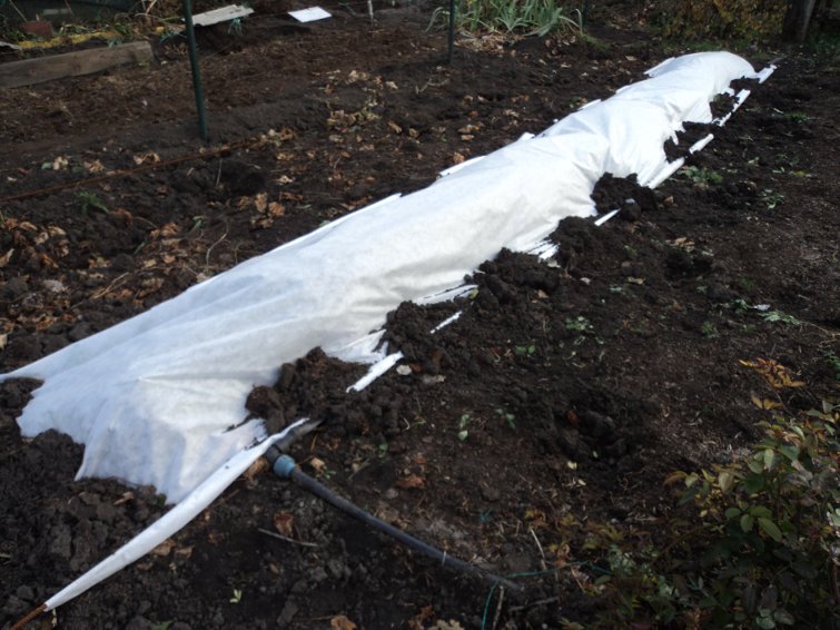 Как правильно ухаживать и подготавливать ежевику к зиме