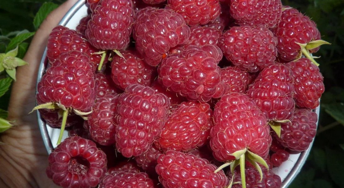 Ранний сорт малины Бриллиантовой с высокой продуктивностью