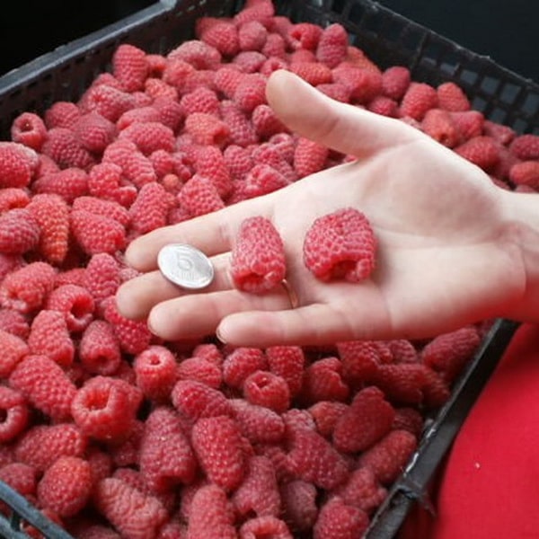 Ранний крупноплодный сорт малины Патриция