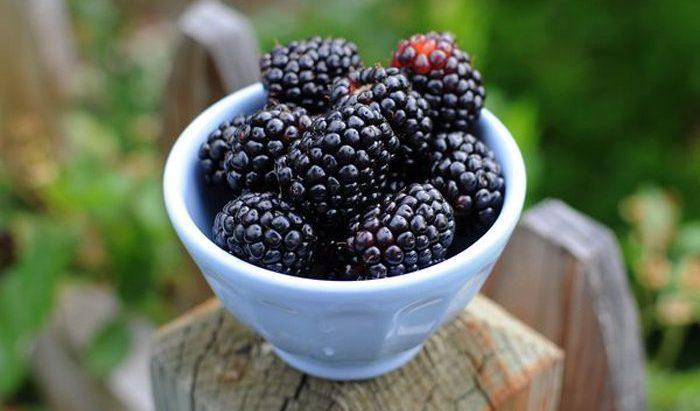 Описание среднерослого раннего сорта ежевики Полар