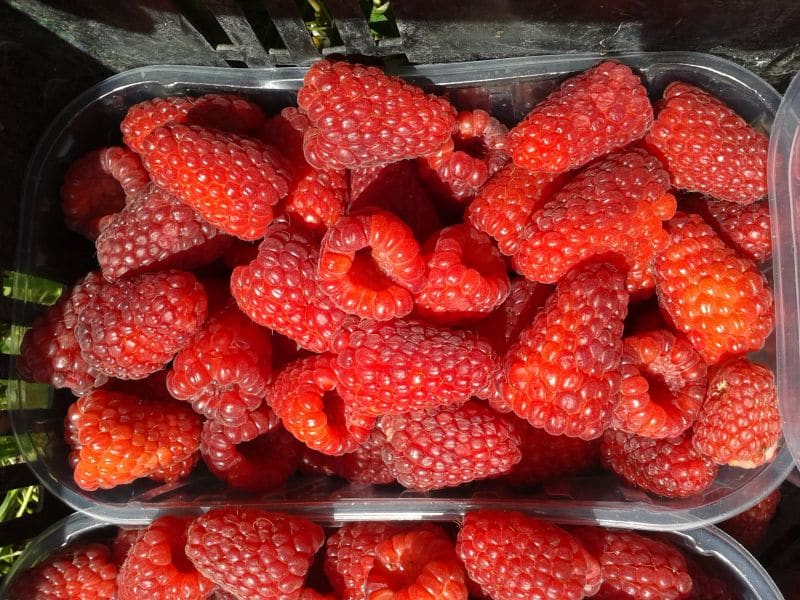 Результат американской селекции малина Каскад делайт